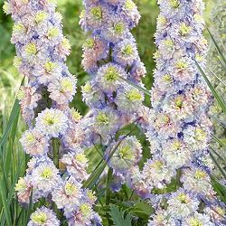 デルフィニウム：レインボーセンセーション4号ポット