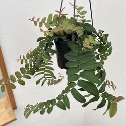 マルクグラフィア：ウンベラータ　5号吊り鉢