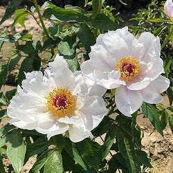 中国原種牡丹(ぼたん):薬用牡丹 鳳丹4号ポット