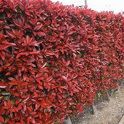 レッドロビン（西洋紅カナメモチ）3.5号ポット