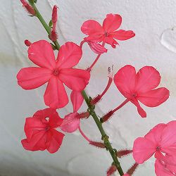 プルンバーゴ（ルリマツリ）：インディカ4号鉢植え