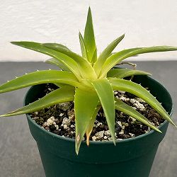 ディッキア：ブレビフォリア　イエローグロー　2.5号鉢植え