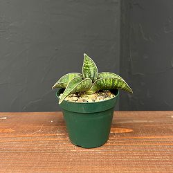 サンセベリア：フィッシェリー　3号ポット