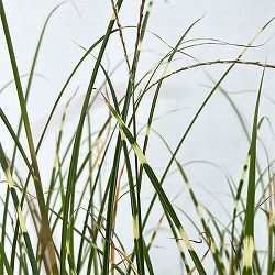 ススキ：姫タカノハススキ・ナイアガラムーン4号ポット