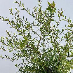 グレビレア：フォレストランブラー7号ポット