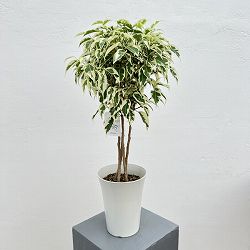 ベンジャミン：スターライトビューティークィーン（フォレストタイプ）　5号鉢植え