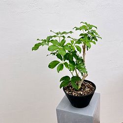 シェフレラ：グランディ（盆栽仕立て）　7号セラアート植え