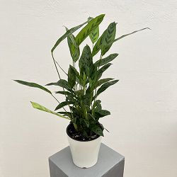 カラテア：レオパルディナ　5号鉢植え