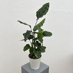 カラテア：ヴィーチアナ　5号鉢植え