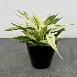 フィロデンドロン：ジョセボーノ（斑入り）　3.5号鉢入り