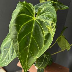 アンスリウム：クリスタリナム×マグ二フィカ（ちょっと斑入り）　5号鉢植え
