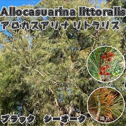アロカスアリナ：リトラリス5号ポット