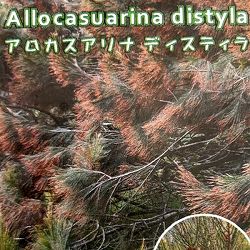 アロカスアリナ：ディスティラ5号ポット
