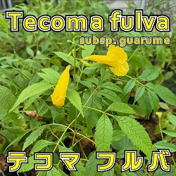 ノウゼンカズラの仲間：テコマ フルバ 4号ポット