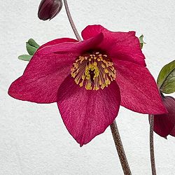 クリスマスローズ：*HGC 雪の妖精　カーリー4.5号ポット