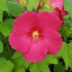 [25年11月中下旬予約]ニホンフヨウ（日本芙蓉）：赤花日本芙蓉4号ポット