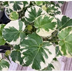 ポリシャス：マルギナータ　斑入り　6号鉢植え