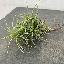 チランジア：ベルゲリ　