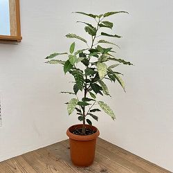 フィカス：スノーストーム　8号鉢植え