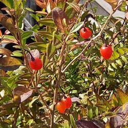 クコ（枸杞）：千成（センナリクコ）3.5号ポット