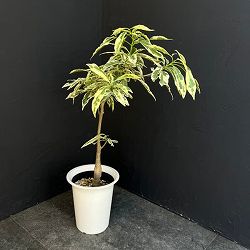 [ザ・ファームセレクト]バオバブ：アダンソニア ザー　バリエガータ（斑入り）6号鉢植え25-01