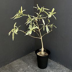 [ザ・ファームセレクト]バオバブ：アダンソニア ザー　バリエガータ（斑入り）6号鉢植え25-04