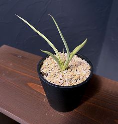 サンセベリア：ダンシングドラゴン　3.5号鉢植え