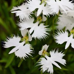 サギソウ（鷺草）：青葉（3球植え）3号ポット