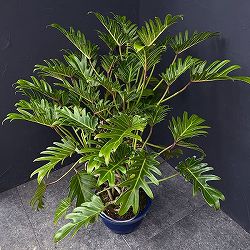 フィロデンドロン：クッカバラ　8号鉢植え25-03