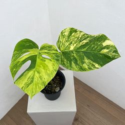 モンステラ：ボルシギアナ　オーレア（黄斑）　4号鉢植え