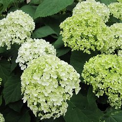 アジサイ（アメリカ）：アナベル 5号鉢植え*