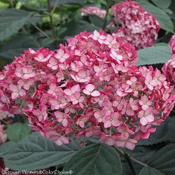 アジサイ（アメリカ）：ミニルビー5号鉢植え