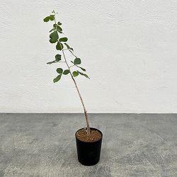 コミフォラ：sp1.　ウエスタンマダガスカル　2.5号鉢植え