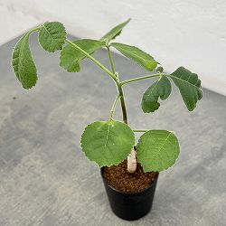 コミフォラ：エデュリスホロセリカ　2.5号鉢植え