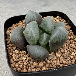 ハオルチア：OM大窓黒玉露　2.5号スクエア鉢