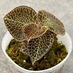 観葉植物:洋ラン・胡蝶蘭 | 商品一覧 | 園芸ネット