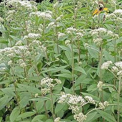 [26年2月中下旬予約]ヒヨドリバナ　3.5号ポット