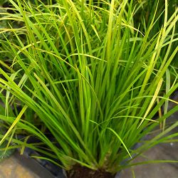 セキショウ：黄金セキショウ3.5号ポット