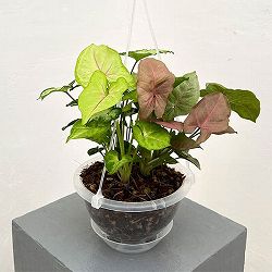 シンゴニウム：4種ミックス寄せ植え　5号吊り鉢ネガミエル植え