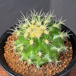 サボテン：短刺キンシャチ（金鯱）　3号鉢植え