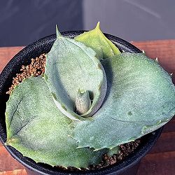 アガベ：マルモラータ　パピリノイデス　3号鉢植え*