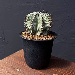 ユーフォルビア：ホリダ（実生セレクト株）　3.5号鉢植え25-04