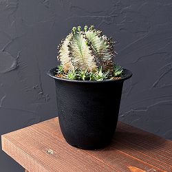 ユーフォルビア：ホリダ（実生セレクト株）　3.5号鉢植え25-05