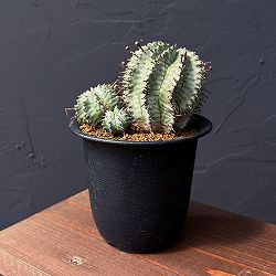 ユーフォルビア：ホリダ（実生セレクト株）　3.5号鉢植え25-06