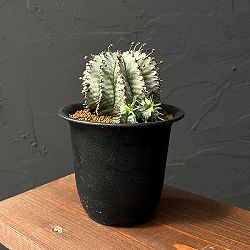 ユーフォルビア：ホリダ（実生セレクト株）　3.5号鉢植え25-07