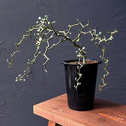 デカリア：マダガスカリエンシス　4号鉢植え