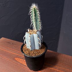 サボテン：ピロソケレウスグラウケスケンス3号鉢植え