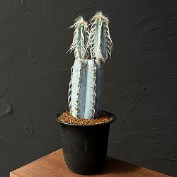 サボテン：ピロソケレウスグラウケスケンス4号鉢植え
