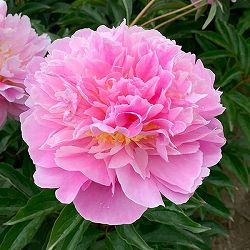 [25年10月中下旬予約]シャクヤク（芍薬）：ラドナ4号ポット