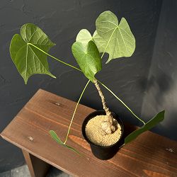 フィルミアナ：コロラータ　3号鉢植え